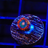 Electric Gatorade Zoanthids Coral