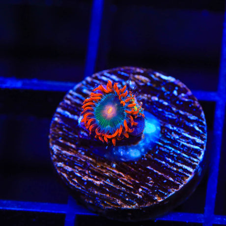 Electric Gatorade Zoanthids Coral