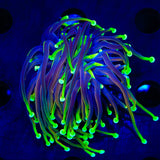 Electric Joker Torch Coral