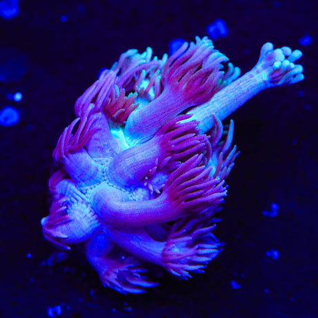 Electric Plum Goniopora Coral