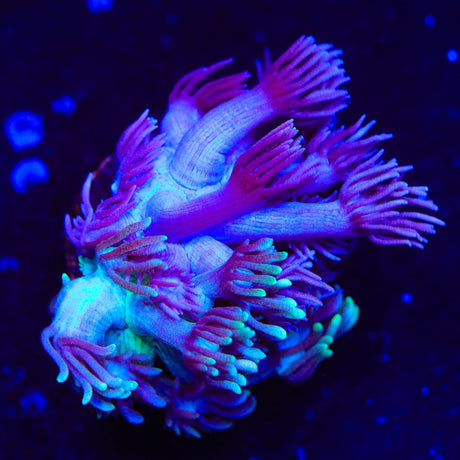 Electric Plum Goniopora Coral