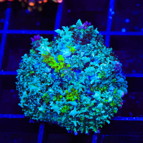 Electric Slide Persian Rug Mushroom Coral