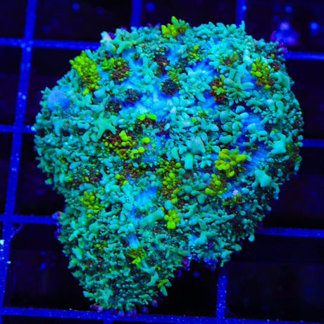 Electric Slide Persian Rug Mushroom Coral