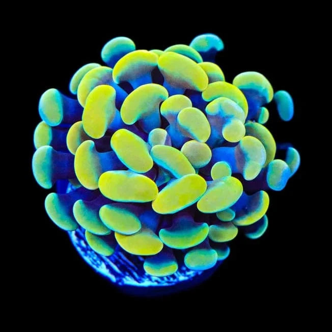 Electro Hammer Coral