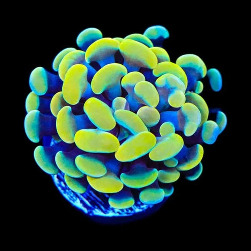 Electro Hammer Coral