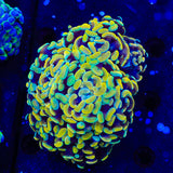 Electro Multi Head Hammer Coral