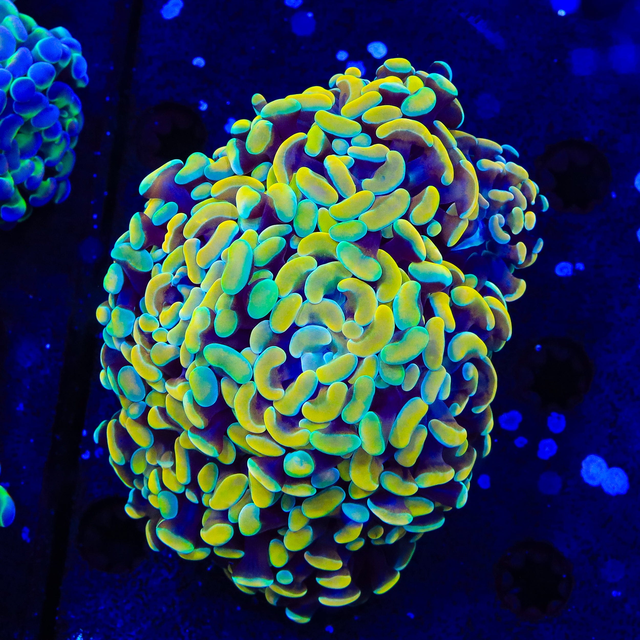 Electro Multi Head Hammer Coral