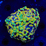 Electro Multi Head Hammer Coral