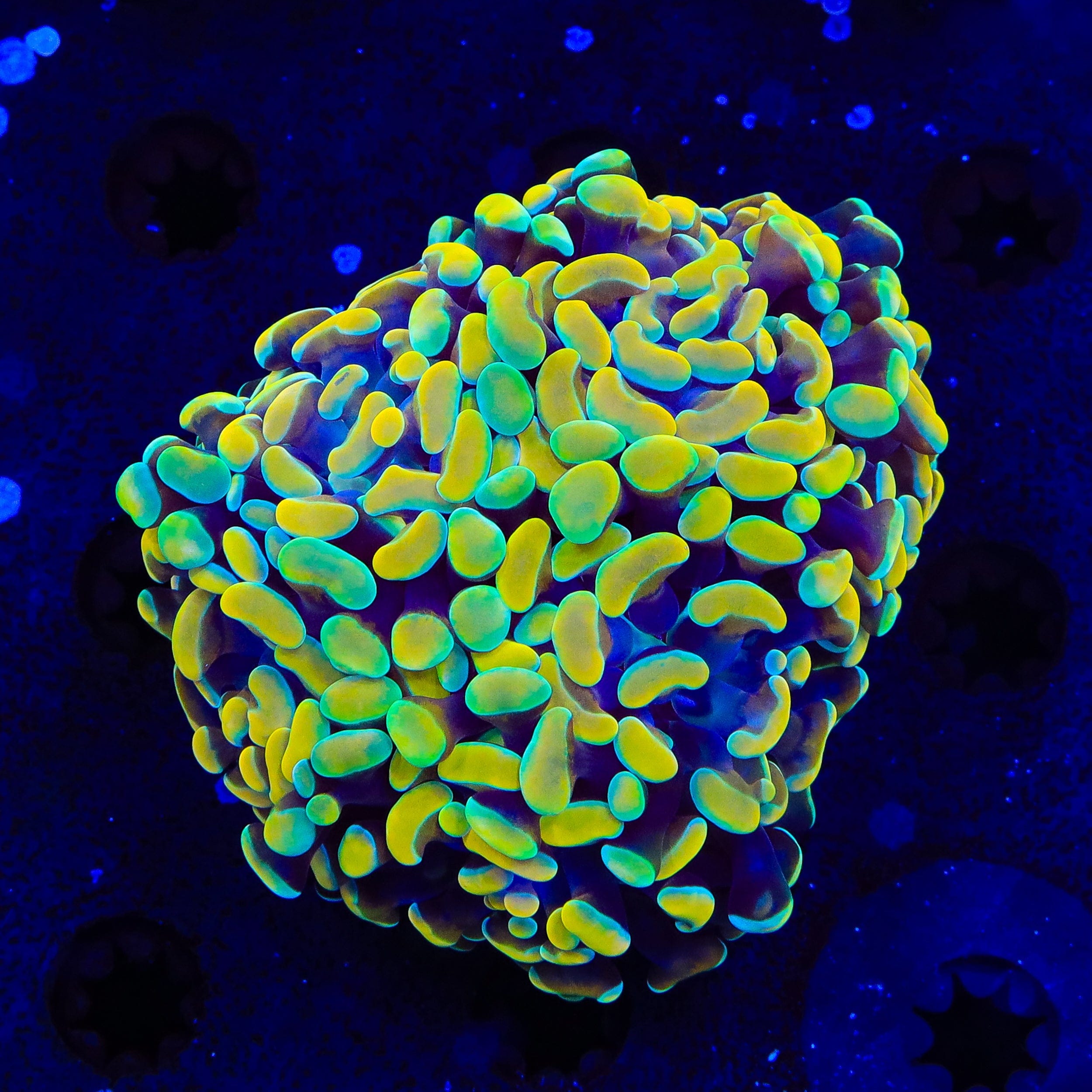 Electro Multi Head Hammer Coral