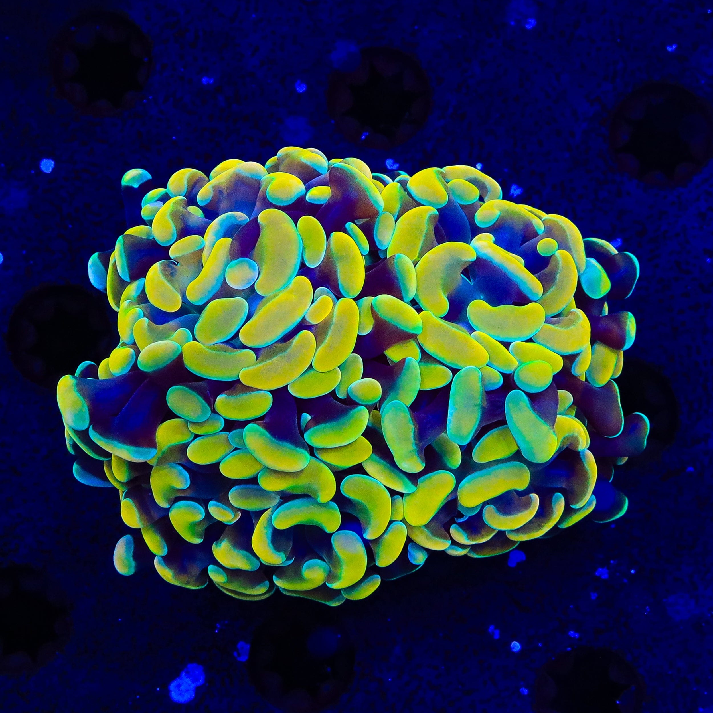 Electro Multi Head Hammer Coral – Top Shelf Aquatics