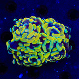 Electro Multi Head Hammer Coral
