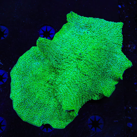 Elephant Mushroom XL Frag Coral