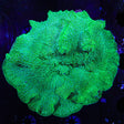Elephant Mushroom XL Frag Coral