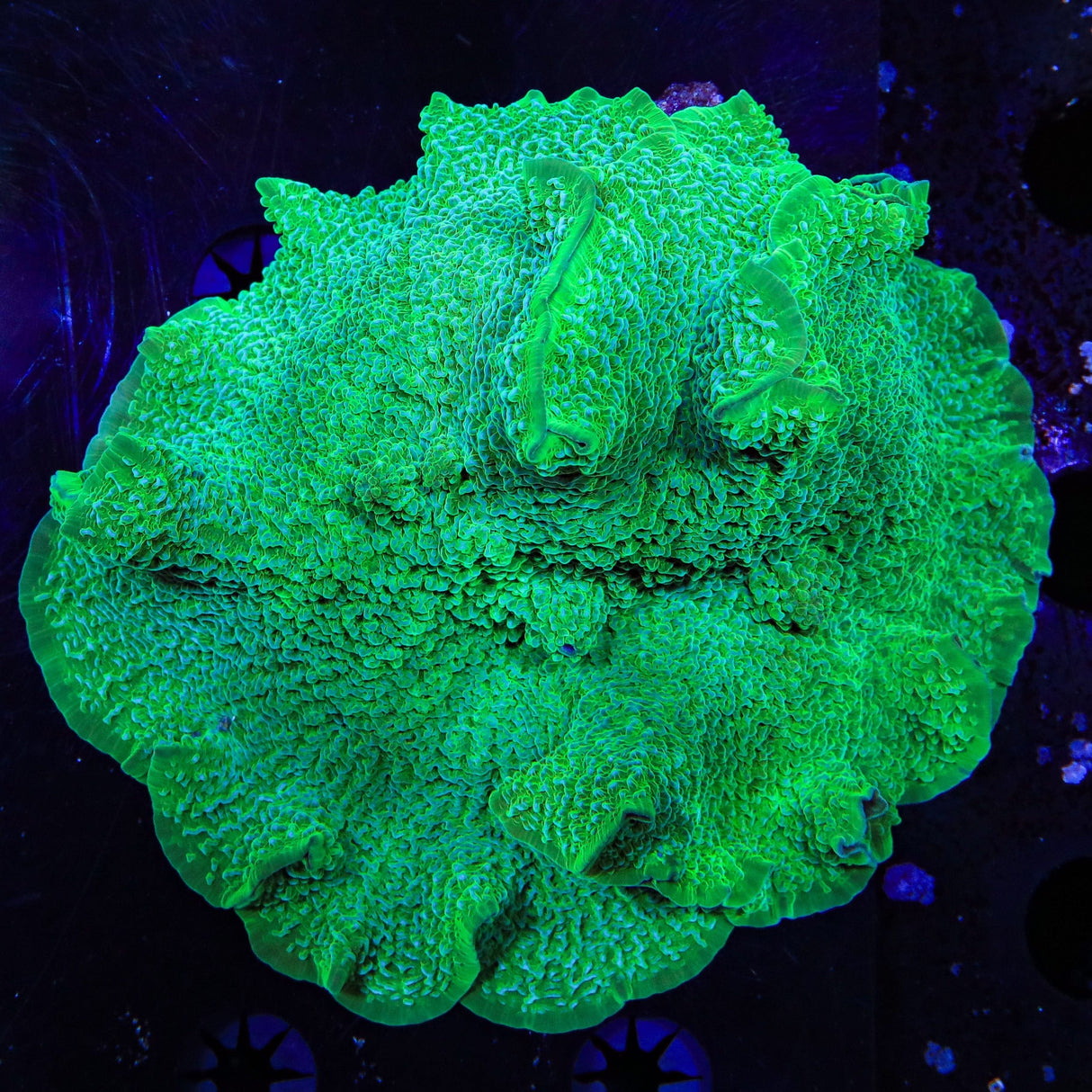 Elephant Mushroom XL Frag Coral