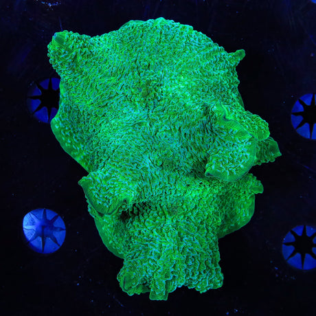 Elephant Mushroom XL Frag Coral