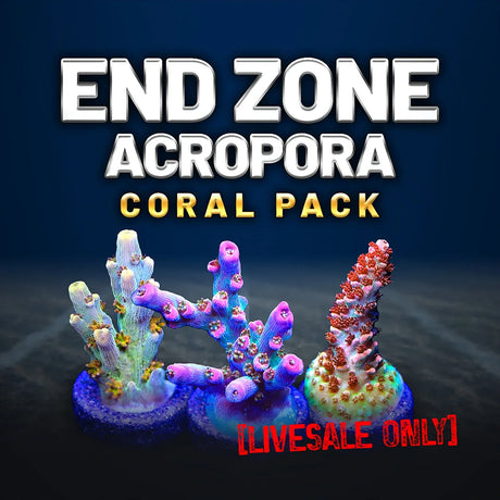 End Zone Acropora Coral Frag Pack