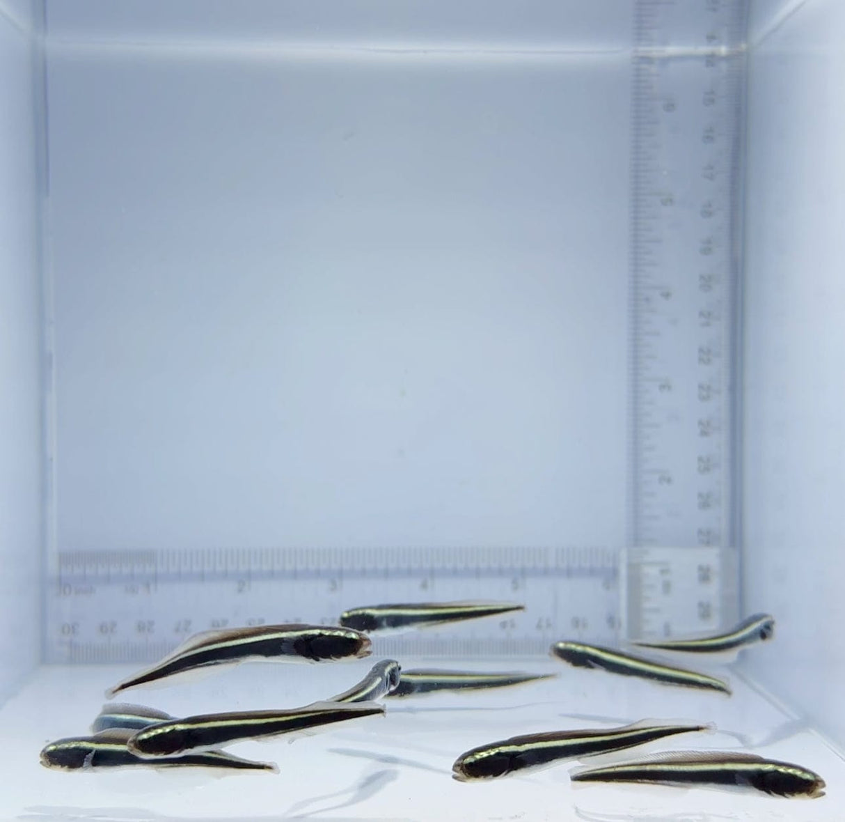 Engineer Goby Fish