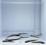 Engineer Goby Fish