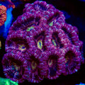 Ethereal Cosmos Deepwater Acan Coral Colony