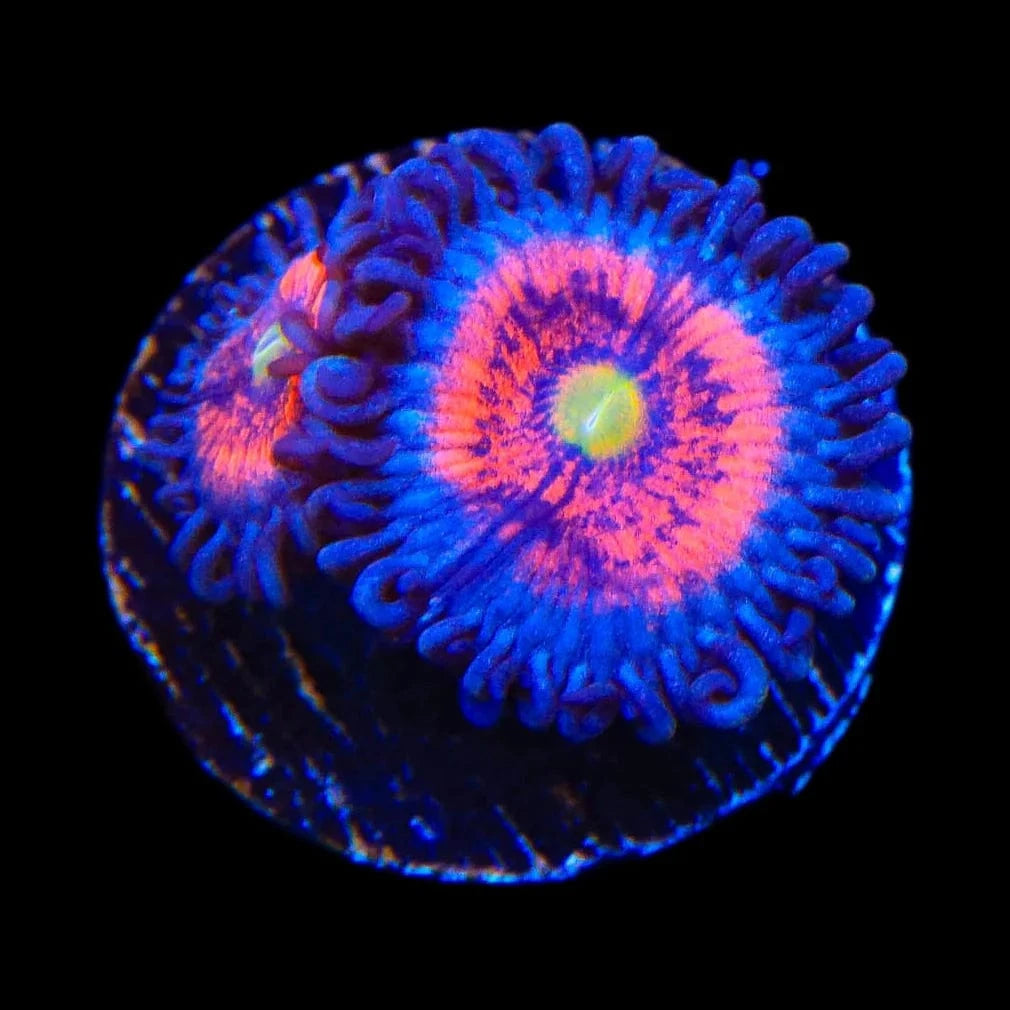 Everlasting Gobstopper Zoanthid Coral