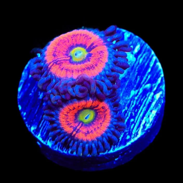 Everlasting Gobstopper Zoanthid Coral