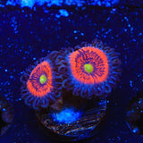 Everlasting Gobstopper Zoanthid Coral