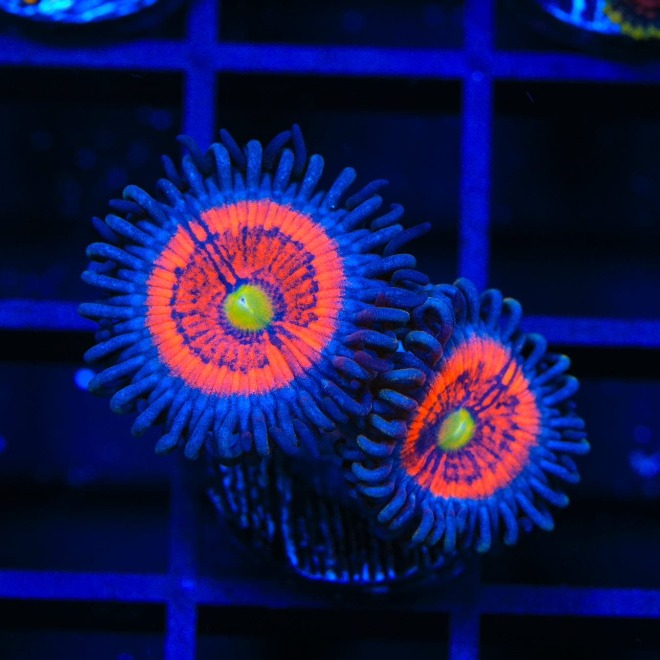 Everlasting Gobstopper Zoanthids Coral