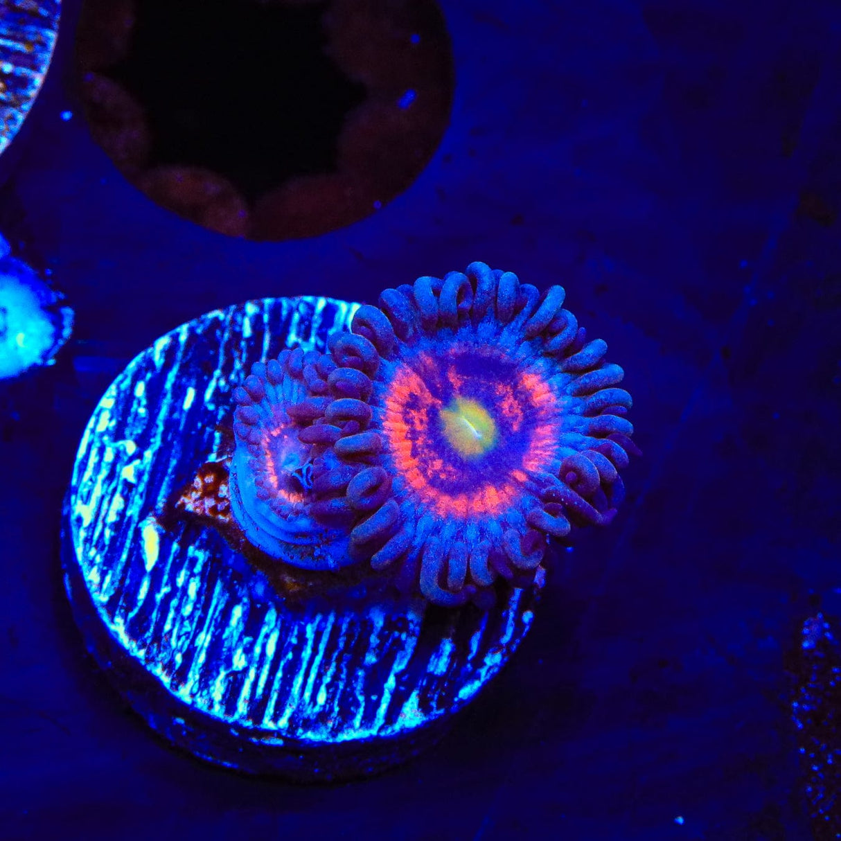 Everlasting Gobstopper Zoanthids Coral