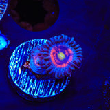 Everlasting Gobstopper Zoanthids Coral