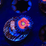 Everlasting Gobstopper Zoanthids Coral