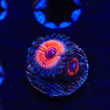 Everlasting Gobstopper Zoanthids Coral