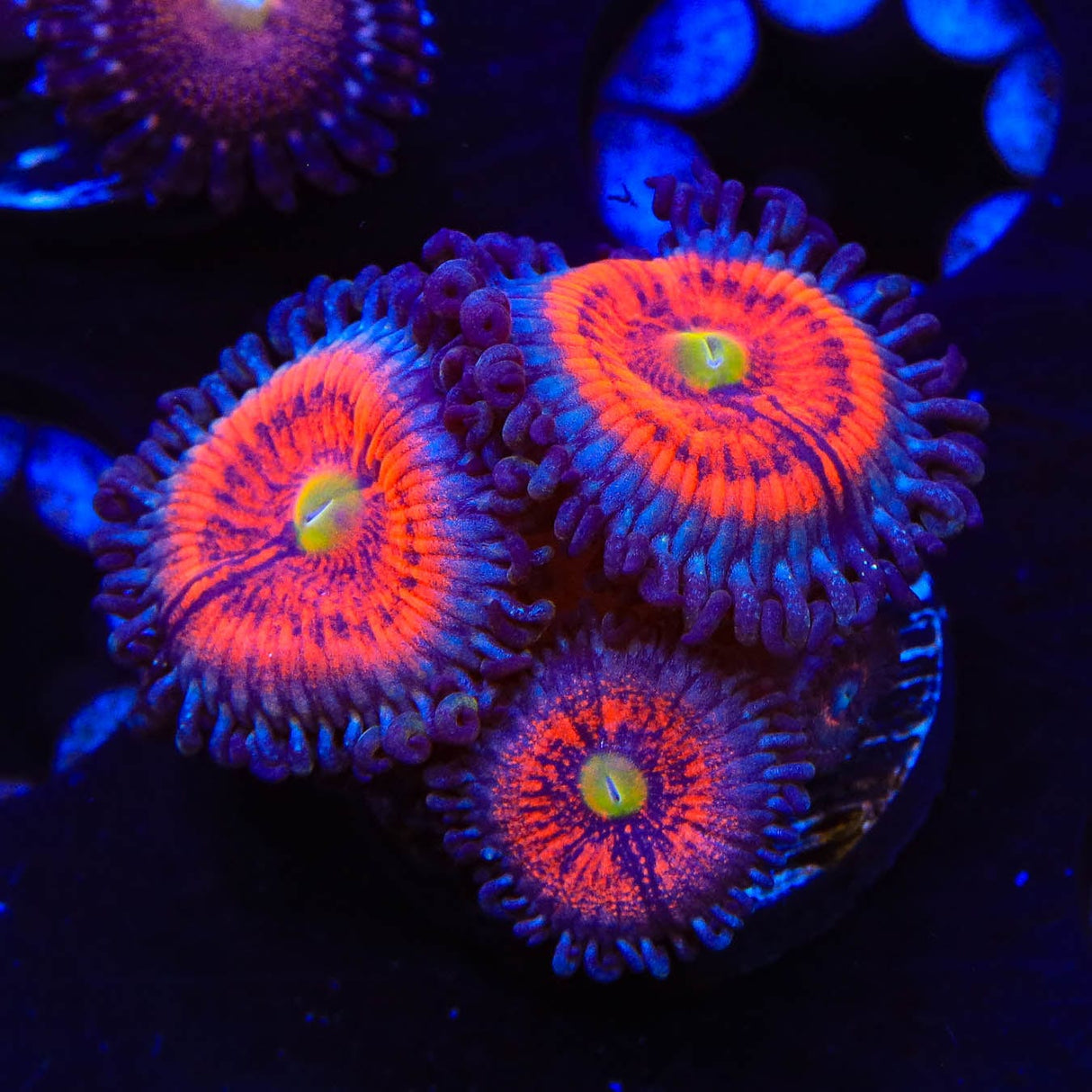 Everlasting Gobstopper Zoanthids Coral