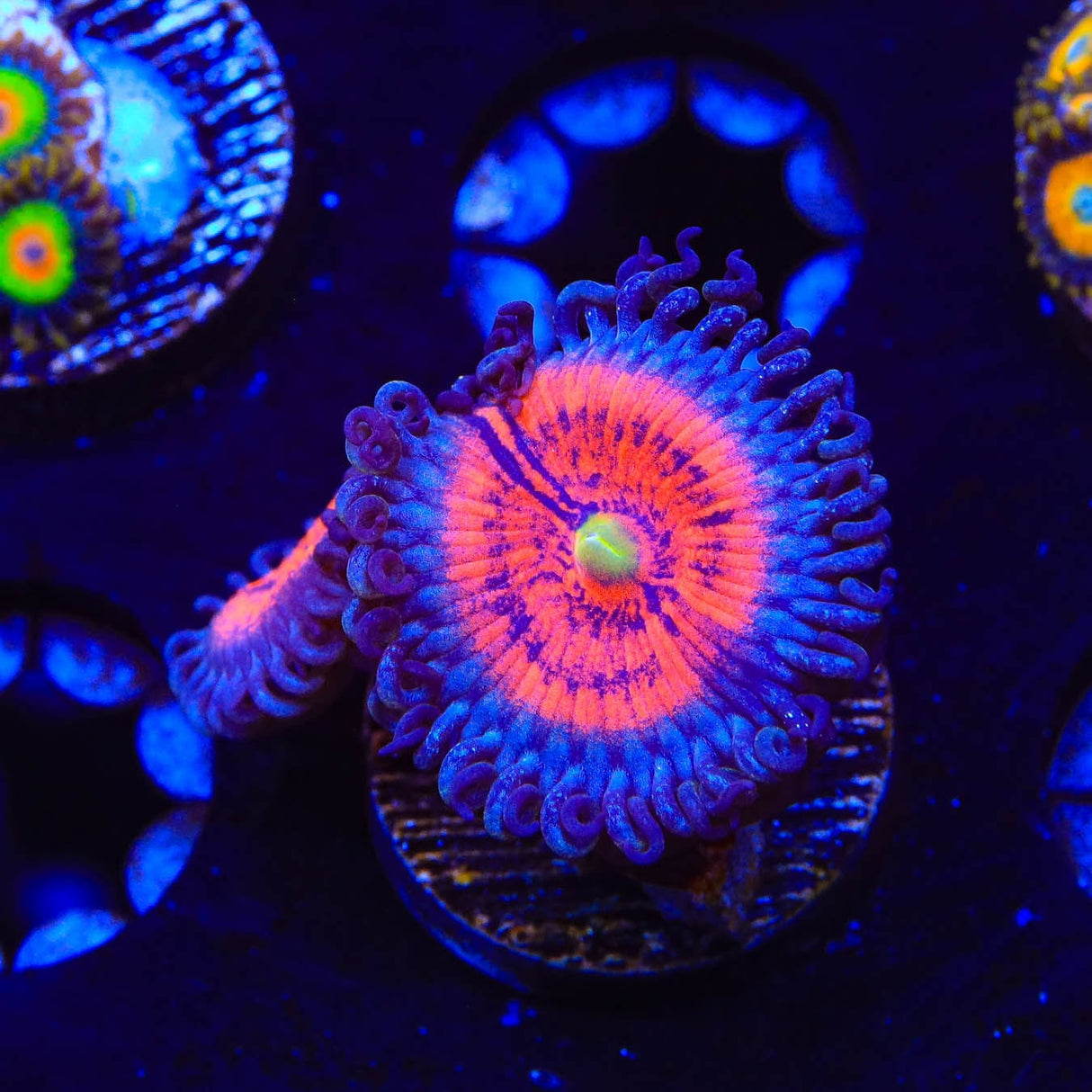 Everlasting Gobstopper Zoanthids Coral