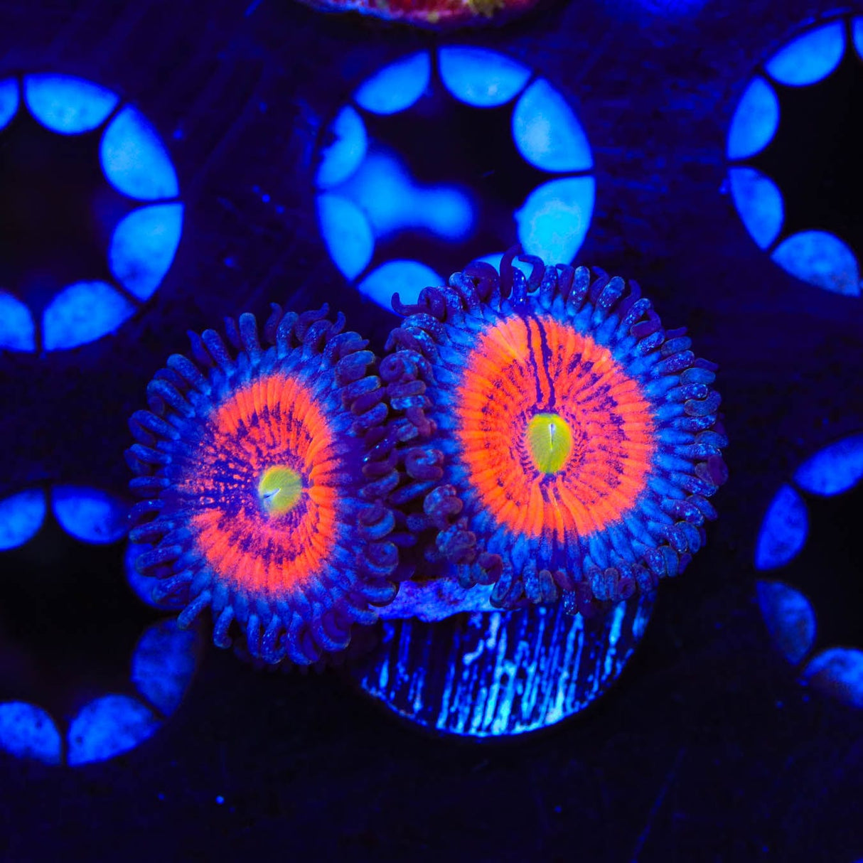 Everlasting Gobstopper Zoanthids Coral
