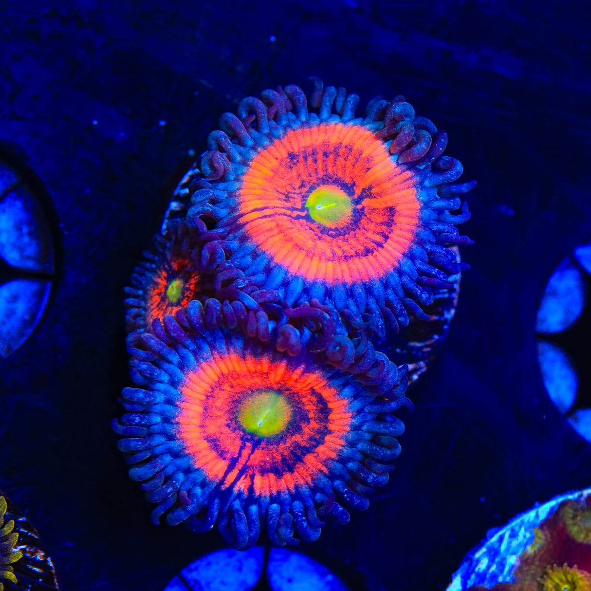Everlasting Gobstopper Zoanthids Coral