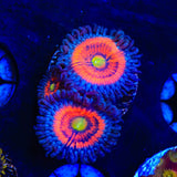 Everlasting Gobstopper Zoanthids Coral