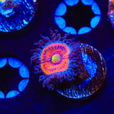Everlasting Gobstopper Zoanthids Coral