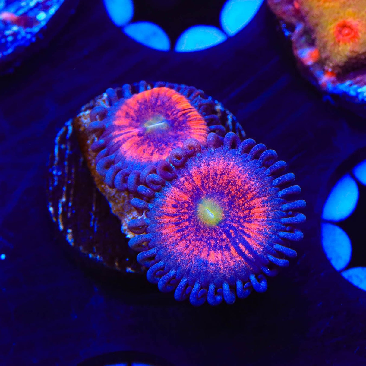 Everlasting Gobstopper Zoanthids Coral