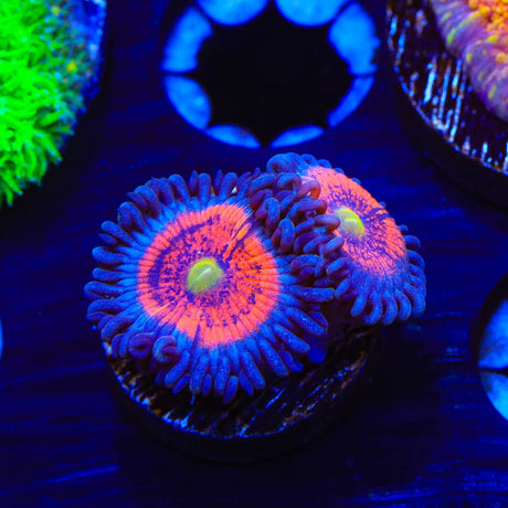 Everlasting Gobstopper Zoanthids Coral