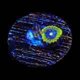 Exosphere Zoanthids Coral