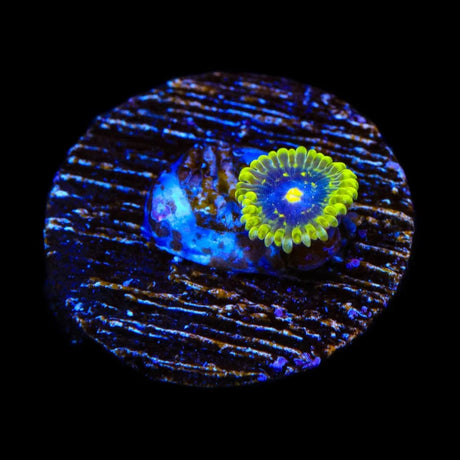 Exosphere Zoanthids Coral