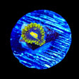 Exosphere Zoanthids Coral