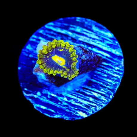 Exosphere Zoanthids Coral