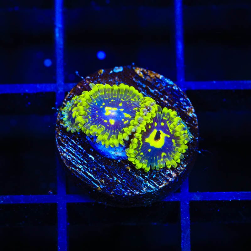 Exosphere Zoanthids Coral