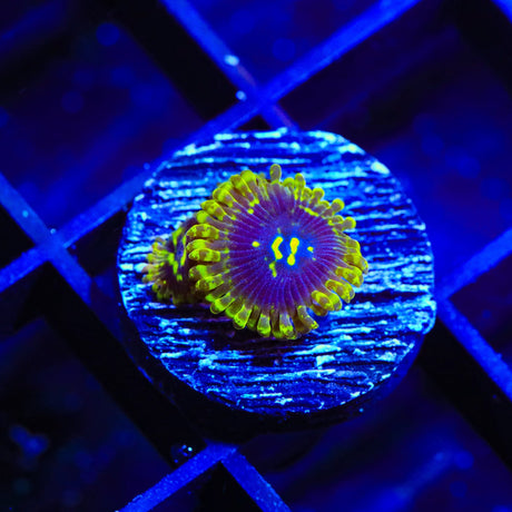 Exosphere Zoanthids Coral