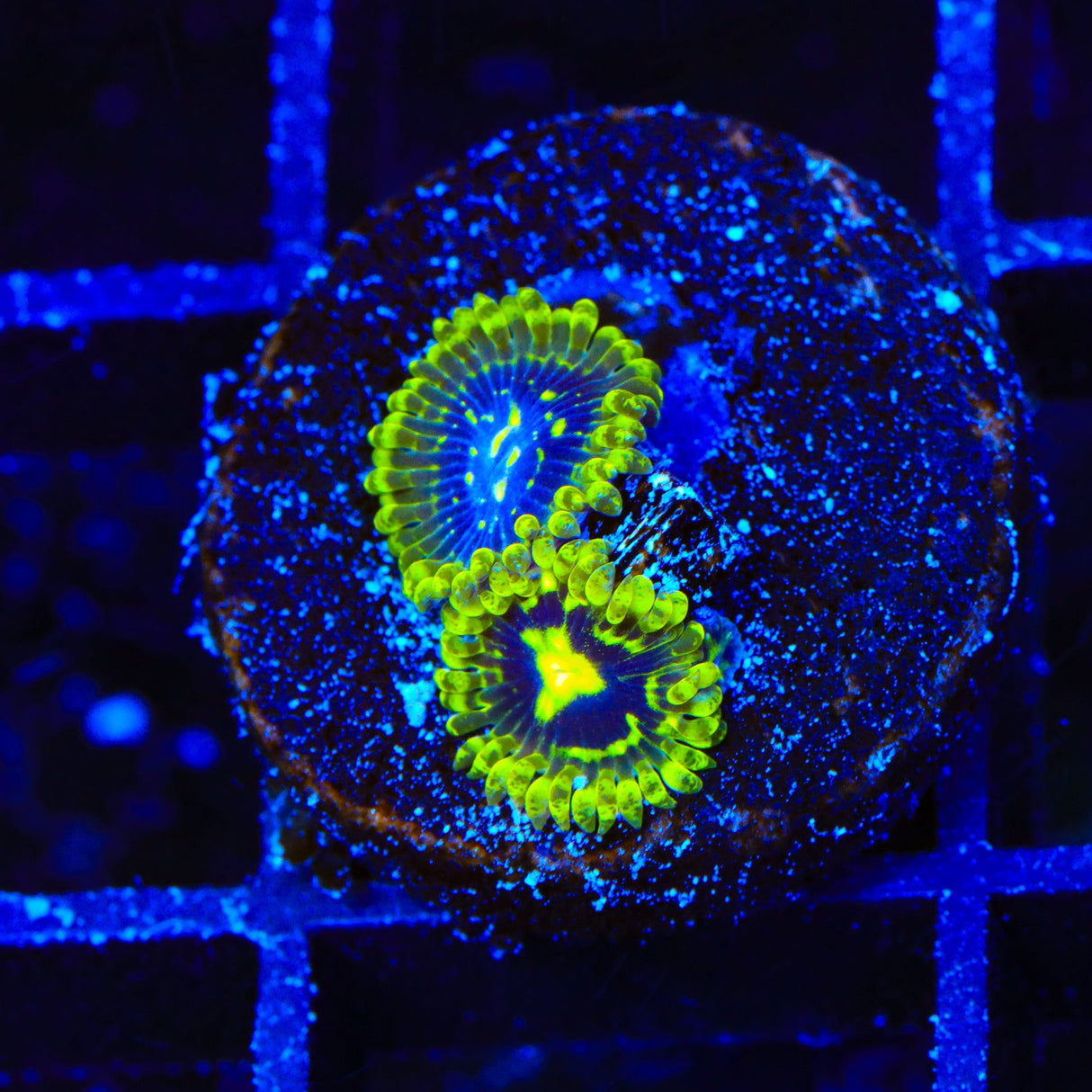 Exosphere Zoanthids Coral
