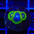 Exosphere Zoanthids Coral