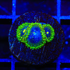 Exosphere Zoanthids Coral