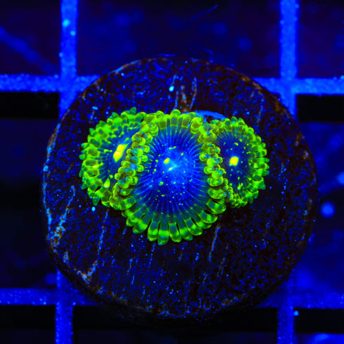 Exosphere Zoanthids Coral