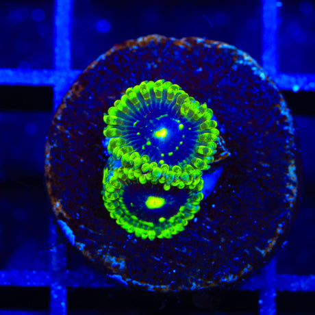 Exosphere Zoanthids Coral